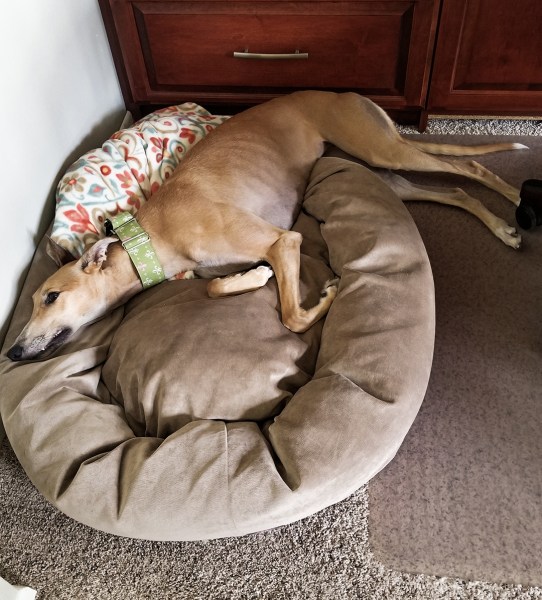 Tildy June 14 2019 b